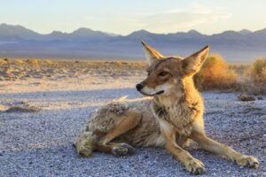 Kojoten sind in vielen Teilen Nordamerikas verbreitet und haben sich erfolgreich an eine Vielzahl von Lebensräumen angepasst, einschließlich der extremen Bedingungen der Wüste im Death Valley.