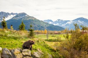 Das Alaska Wildlife Conservation Center ist eine Einrichtung zur Rettung und Rehabilitation von Wildtieren.