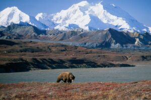 Der Denali-Nationalpark in Alaska ist einer der größten und bekanntesten Nationalparks der Vereinigten Staaten.