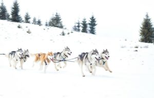 Das Iditarod Trail Sled Dog Race ist ein berühmtes Langstrecken-Schlittenhunderennen, das jährlich in Alaska stattfindet.