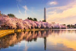 Ein Besuch in Washington D.C. ist ein tolles Erlebnis, insbesondere während der bezaubernden Kirschblütenzeit.