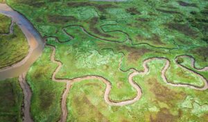 Luftaufnahme verzweigter Wasserläufe in den Feuchtgebieten der Everglades