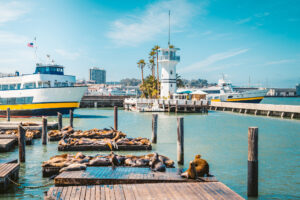 Seelöwen am berühmten Pier 39 in San Francisco mit Blick auf die Bucht und Stadt im Hintergrund.