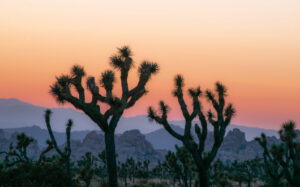 Joshua Tree National Park: Joshua-Bäume in der Wüste bei Sonnenuntergang