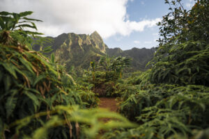 Wanderpfad durch dichten Regenwald mit Bergkulisse auf Hawaii