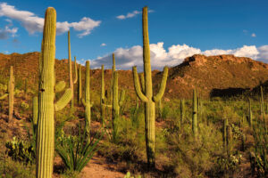 Hohe Saguaro-Kakteen in einer Hügellandschaft des Saguaro-Nationalparks bei Tucson in Arizona.