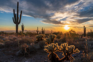 Saguaro- und Cholla-Kakteen im goldenen Abendlicht mit Blick über die Sonora-Wüste bei Scottsdale in Arizona.