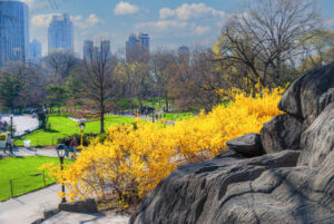 Felsen und gelb blühende Büsche im Central Park mit Skyline im Hintergrund
