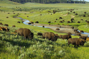 Bisonherde grast an einem Bach im grünen Hayden Valley im Yellowstone Nationalpark